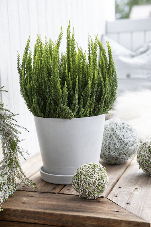 Calluna 'Skyline